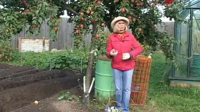 Лучки Пучки. Серия 155. Уход за яблоней осенью. смотреть онлайн