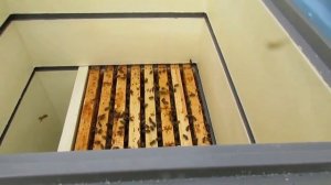 1 июня 2022 год - 12 рамочный дадан с магазинами расширяю по принципу улья Кука