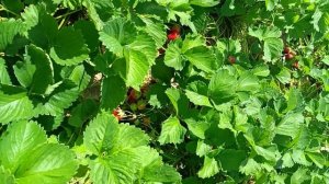 Какой урожай на кустах в первый год. Супер сорт клубники- Берегиня.