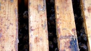 .Полномёдные рамки в зиму.Клуб.