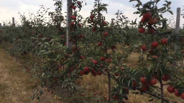 Двухлетняя яблоня Книп - Баум. Питомник Маценко смотреть онлайн