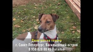 Джек рассел терьер г Санкт Петербург Васильевский остров