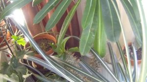 Обзор комнатных цветов. Что на цветочных полках растет. 6 серия