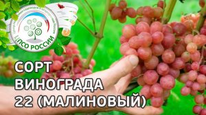 Сорт винограда 20-2 (малиновый). Описание сорта винограда 20-2 (малиновый).
