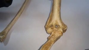 ПЛЕЧЕВАЯ КОСТЬ