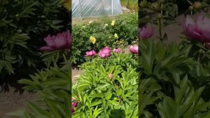 Потрясающий “Yankee Doodle Dandy” На яркой, зелёной листве особенно красивы розовые цветы.ИТО-гибри