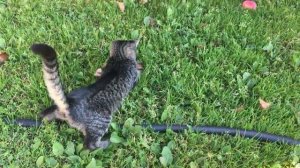 Котёнок поймал мышь и играет