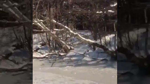 Бесстрашные лисы смотреть онлайн