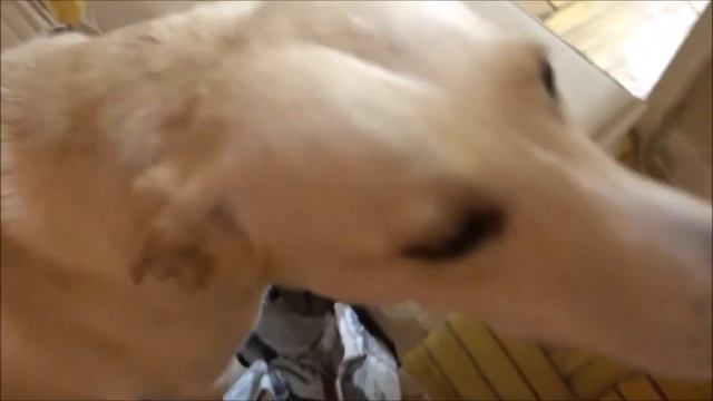 Dog Plays With A Box | Dog In A Box смотреть онлайн