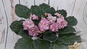 Очень красивые крупные фиалки из моей коллекции