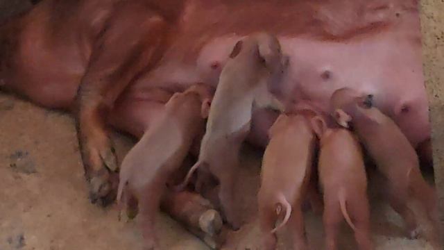 Не ты, так тебя - этот жестокий животный мир🌏 смотреть онлайн