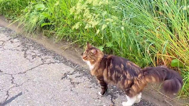 Кот Арчи ходит под охраной, кошка Анфиса строит лебедей. смотреть онлайн