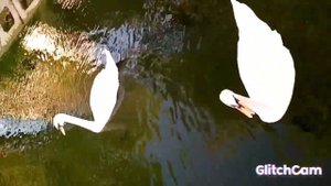 SWANS , лебеди,