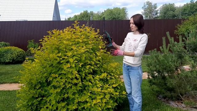 Стрижка кустарников кусторезом смотреть онлайн