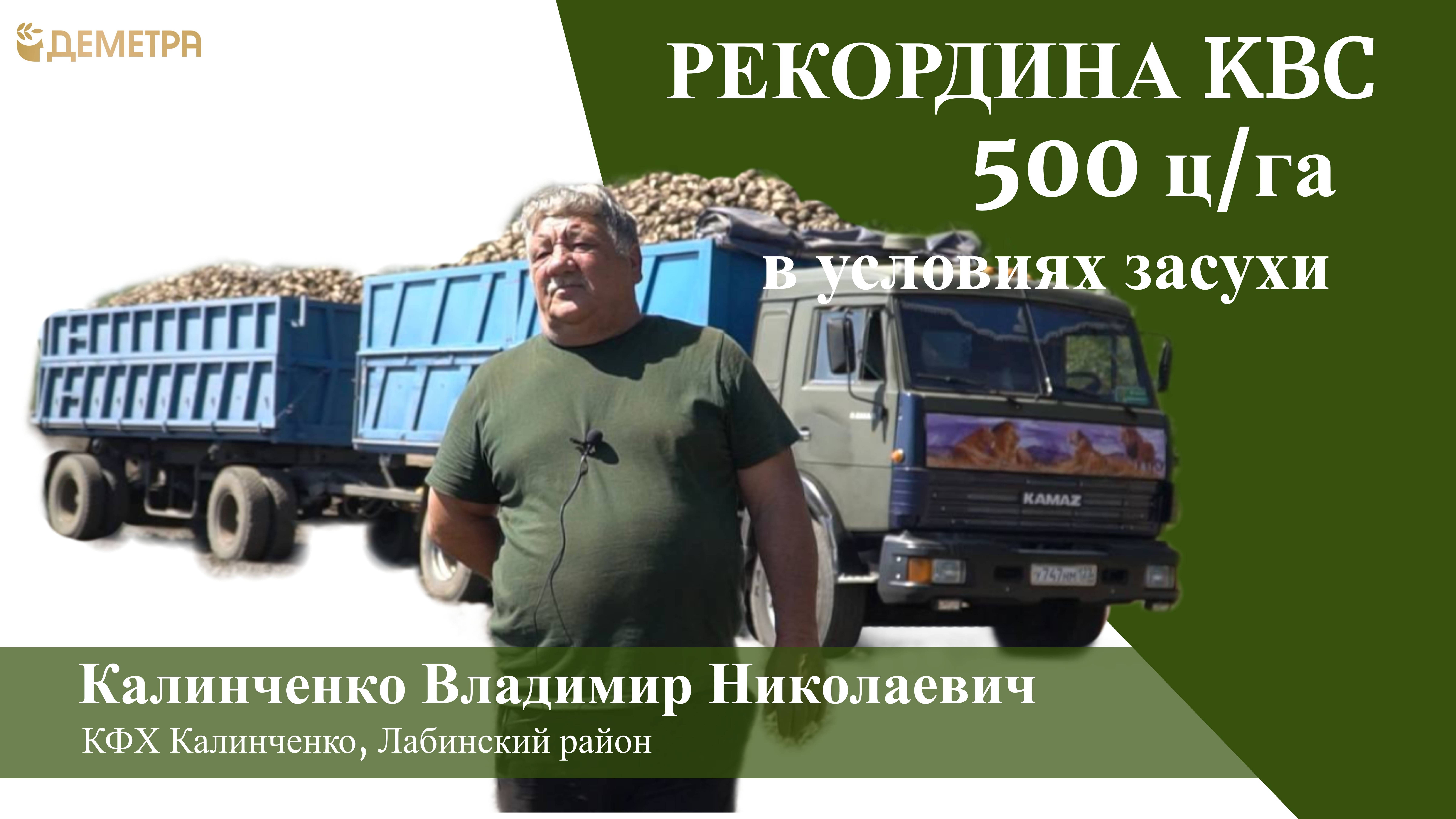 500 ц/га в условиях засухи: гибрид сахарной свеклы РЕКОРДИНА КВС от компании KWS