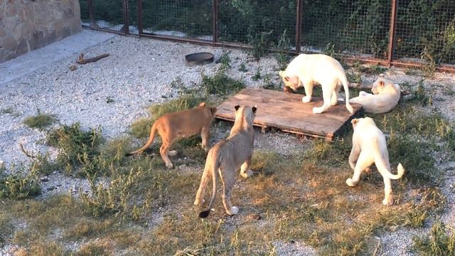 Рыжий лёвик самый активный. Тайган смотреть онлайн