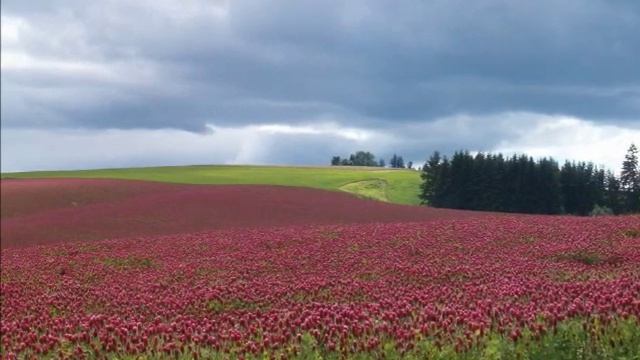 Видео для релаксации души и тела.wmv смотреть онлайн