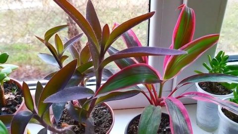 КОМНАТНЫЕ???РАСТЕНИЯ на ВОСТОЧНОМ ОКНЕ