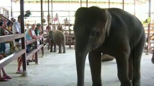 Слон поет по руски .The elephant sings.