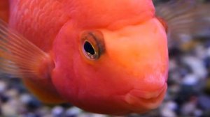 РЫБА ПОПУГАЙ. СОДЕРЖАНИЕ В АКВАРИУМЕ