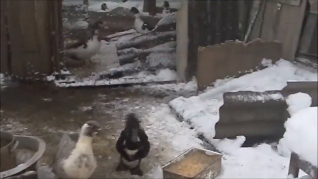 к нам пришла зима смотреть онлайн