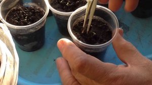 Как пересаживать Петунии. Рассада петуний