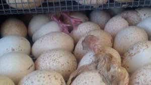 Инкубация индюшат и бройлеров