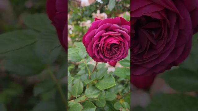 Celestial Night Floribunda rose (American)-zone 10A