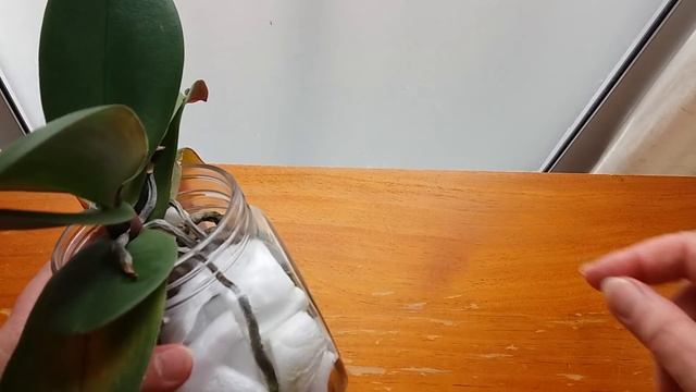 НЕ ИСПОЛЬЗУЙТЕ для ОРХИДЕЙ СПРЕЙ от НАСЕКОМЫХ для ЛЮДЕЙ! смотреть онлайн