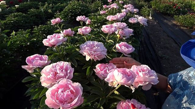 Воздушный розовый пион ORCHID ANNE / Сад Ворошиловой смотреть онлайн