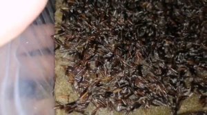 Микрозелень кервеля, польза пряной травы, секреты выращивания. #микрозелень #семенаильинские