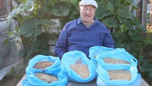 КАК ПРАВИЛЬНО  ДАВАТЬ ЗЕРНО КУРАМ НЕСУШКАМ.