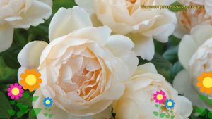 Роза английская кустовая Воллертон Олд Холл. Краткий обзор, описание характеристик