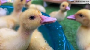 Обезьянка и  утята.