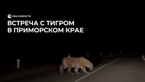 Встреча с тигром в Приморском крае