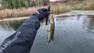 Shimano Scorpion MD 301XGLH . Тестовая рыбалка на крупные свимбейты.