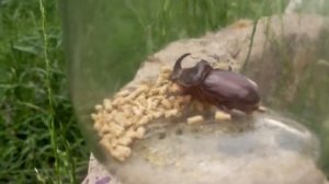 Самый СИЛЬНЫЙ жук в МИРЕ