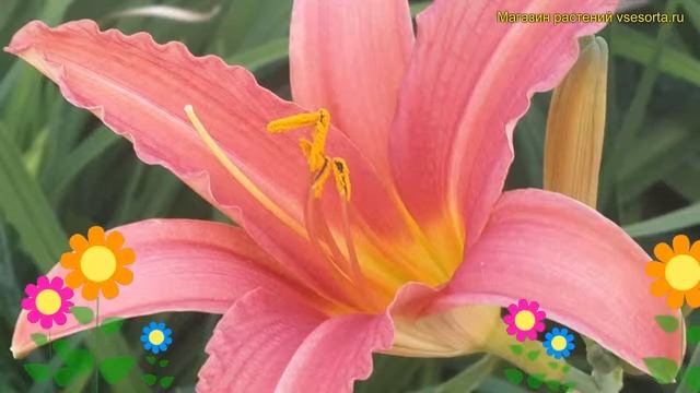 Лилейник гибридный пинк. Краткий обзор, описание характеристик, где купить саженцы hemerocallis Pin смотреть онлайн
