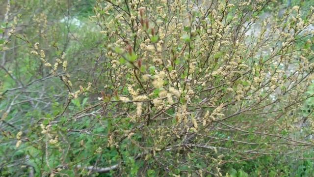 Береза карликовая (дат. dværg-birk, лат. Betula nana)