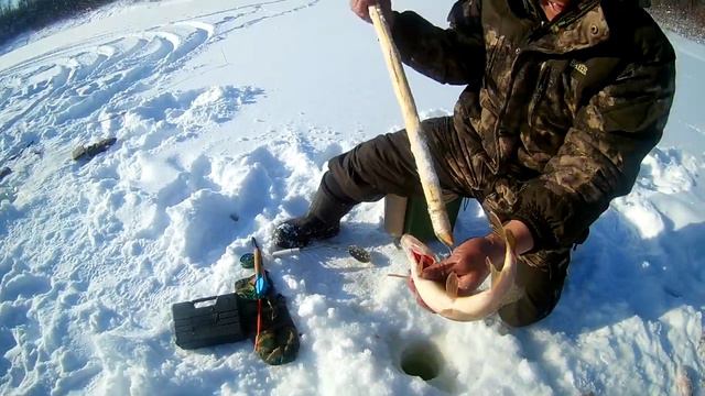Жор Окуня в Якутии!!! Река Синяя. Часть 1-я. Советуем его посмотреть! смотреть онлайн