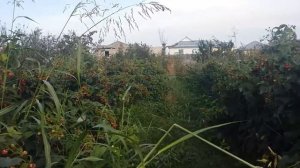 Малина сорт бабье лето.