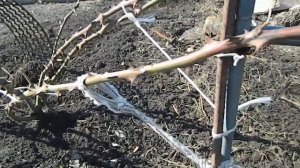 Розы в Сибири Как перезимовали мои розы  Обрезка