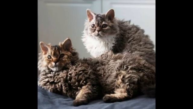 Селкирк рекс кошка