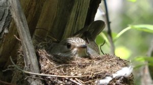 Птицы  Серая мухоловка гнездо и кладка яиц, Gray flycatcher in the nest