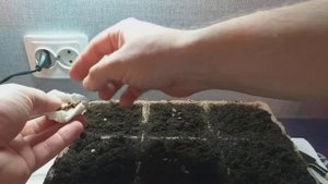 Посадка семян секвойи после замачивания.