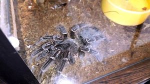 ЛОШАДИНЫЙ ПАУК ПТИЦЕЕД Lasiodora parahybana