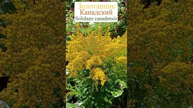 Золотарник канадский. (Solidago canadensis)?