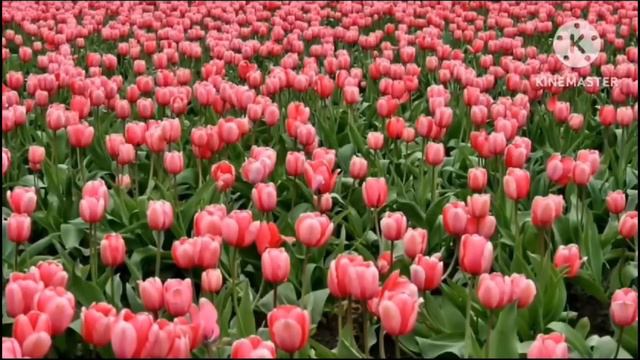 Flowers Name in English | Flowers Name | Flowers Name in English | Flowers Names