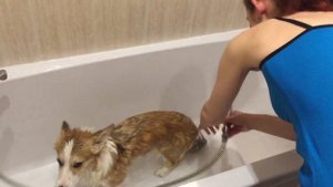 КАК КУПАТЬ ВЕЛЬШ КОРГИ ПЕМБРОК