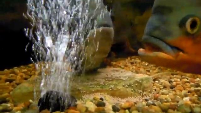 Astronotus Ocellatus, dos hembras desovando. Икрометание двух самок. смотреть онлайн
